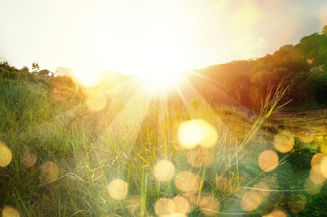 the sun coming over the horizon in a grassy field